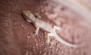 How to Identify Louisiana Geckos