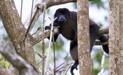 Adaptations of Monkeys for the Jungle
