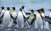 How Do Penguins Get Their Food?