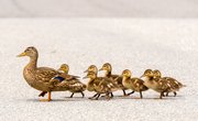 Facts on Ducklings
