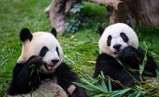 How Do Pandas Communicate?