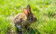 How to Nurse or Care for a Wild Baby Rabbit