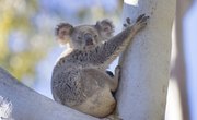 Koalas Are Now Functionally Extinct – How Can We Save Them?