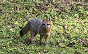 Gray Fox Adaptations & Survival Behaviors