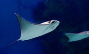 What Are the Adaptations of a Stingray?