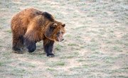 The Grizzly Reclaims the Great Plains