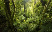 Facts About Understory Layer of the Rainforest