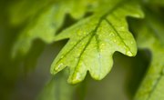How to Identify Oak Trees by the Leaf Shape