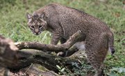 Information on Bobcats for Kids