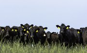 How to Read a Cattle Market Report