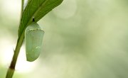 How to Identify Caterpillar Cocoons
