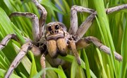 Difference Between Male & Female Wolf Spiders