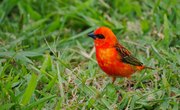 What Eats the Cardinal Bird?
