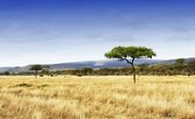 Temperatures in the Savannah Grassland