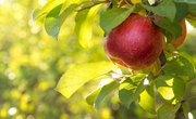 Apple Tree Leaf Identification