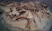 Importance of Fossils