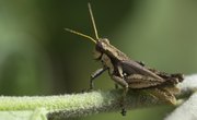 What Kind of Environments Do Crickets Live In? | Sciencing