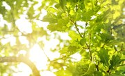 How Long Does Photosynthesis Take?