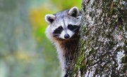 How Does a Raccoon Reproduce?