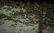 An Apocalyptic Swarm of Grasshoppers Has Taken Over Las Vegas