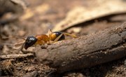 Insects That Eat Ants