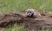 Adaptations of Black-Footed Ferrets