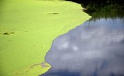 How Do Algae Reproduce?