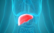 About Liver Functions in the Human Body