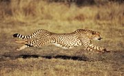 How Fast Does a Cheetah Run?