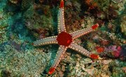 What Are Some Ways Starfish Adapt to Their Environment?