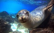 How Do Seals Defend Themselves?