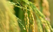 Golden Rice: Lifesaving Crop or Billion Dollar Failure?