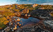 Plant Adaptations in the Tundra