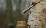 What Is Tree Sap Used For?