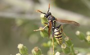 Types of Wasps That Are Very Aggressive