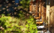 RoboBees Use Solar Power to Take Flight