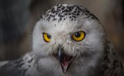 Where Does a Snowy Owl Fit in a Food Web?