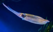 How to Determine Whether a Squid Is Male or Female?