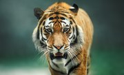 The Role of Tigers in the Ecosystem