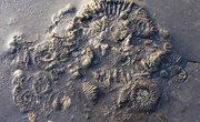 Describe the Types of Fossils