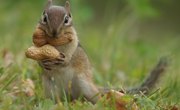 How to Make Squirrel Food