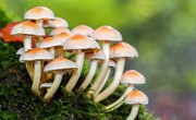 What Role Do Fungi Play in Food Chains?