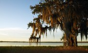 Is Spanish Moss Poisonous?