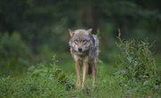 What Are the Temperatures Where the Gray Wolf Lives?