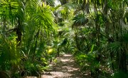 Tropical Rainforest Plants for Kids