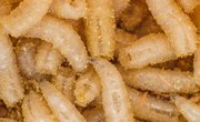 What Causes Maggots