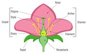 Parts of Flowers & What They Do