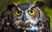 What Type of Owl Eats Snakes?