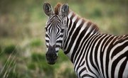 What Are Three Adaptations of a Zebra?