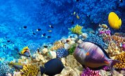 Symbiotic Relationships in Coral Reefs